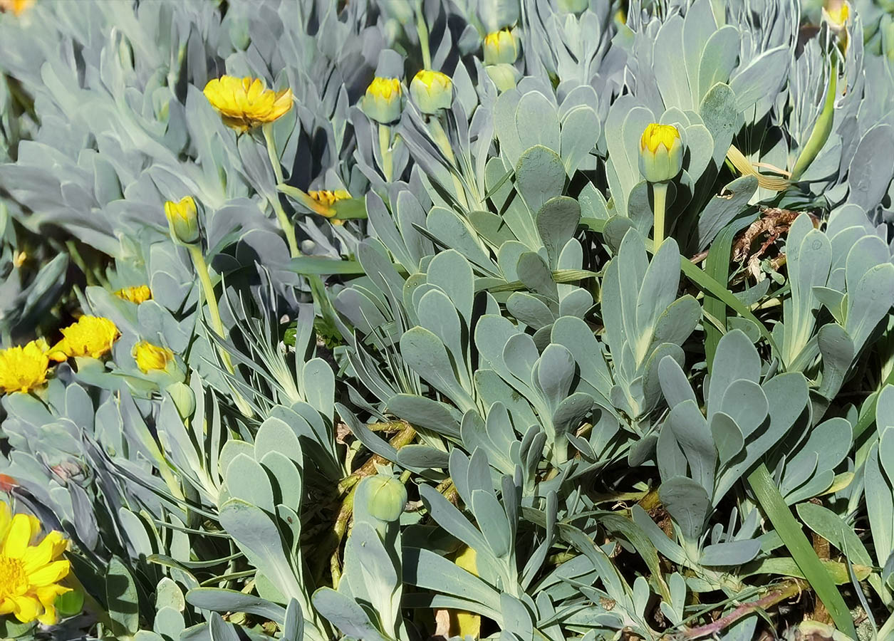 Hertia cheirifolia photo